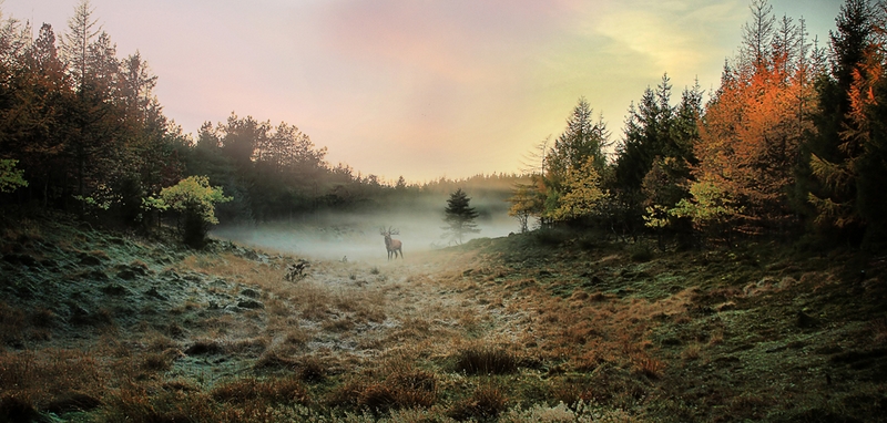 361 - AUTUMN MORNING - JENSEN ROLAND - denmark.jpg